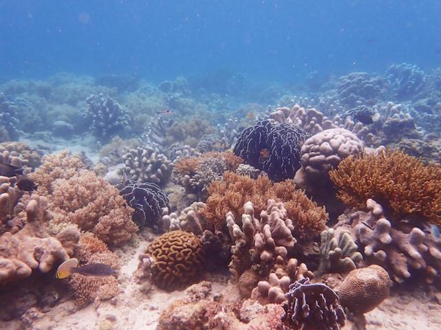 Nomad Divers Bangka Likupang Eksteriør billede