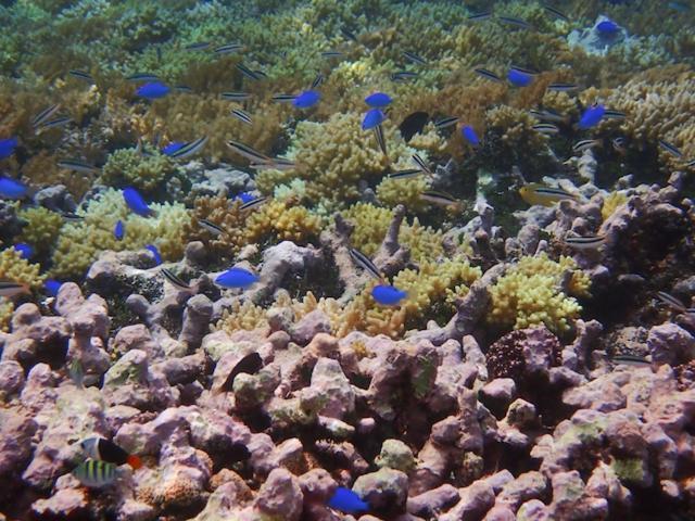 Nomad Divers Bangka Likupang Eksteriør billede